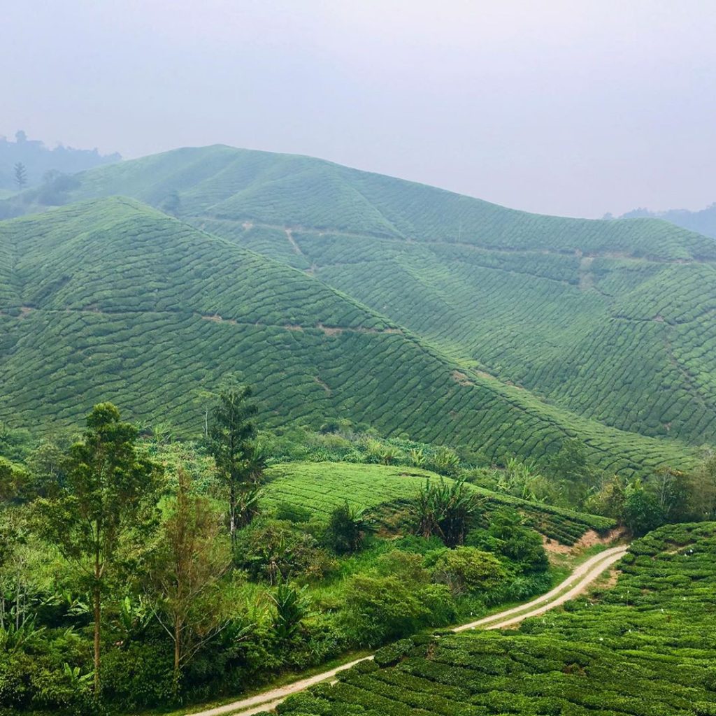 Escape from the City's Heat in Cameron Highlands