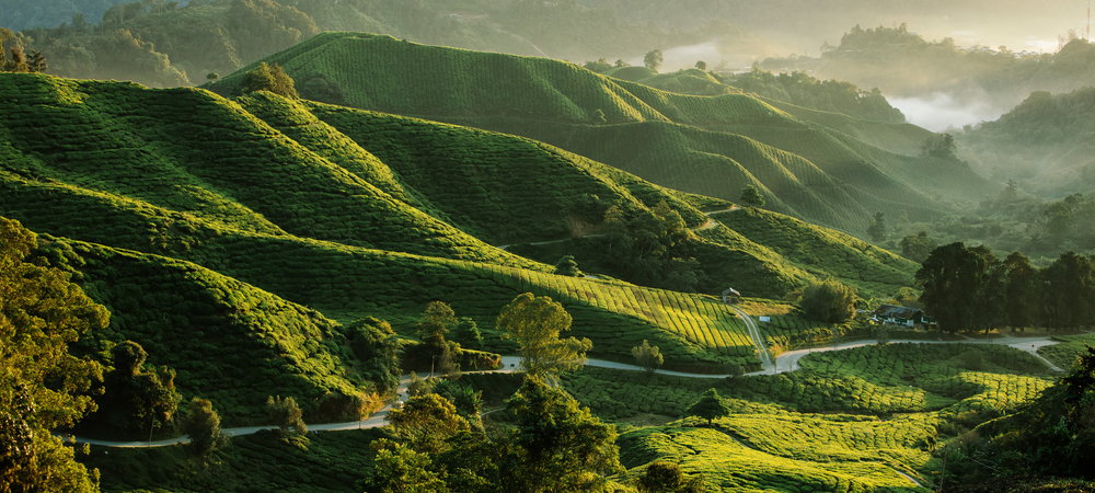 Escape From The City S Heat In Cameron Highlands