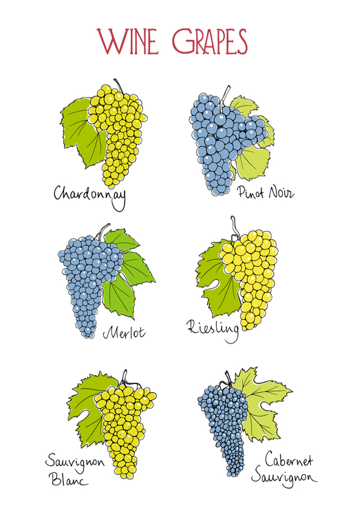 Wine Grape Variety