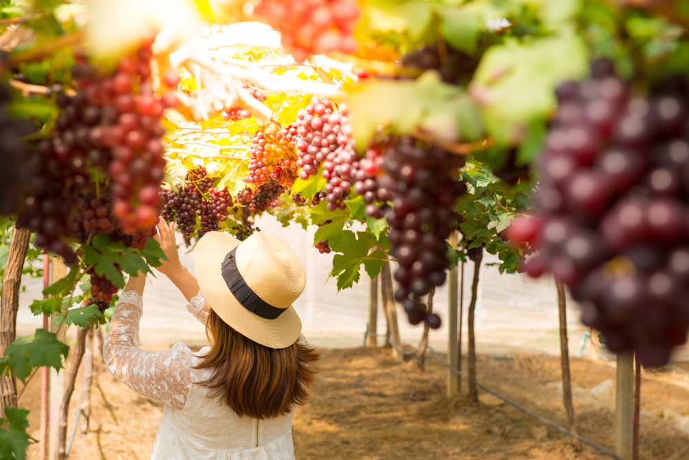 woman-vineyard-grapes