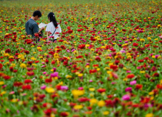 Nagano,,Japan,-august,27,,2019:,Lover,Tourists,In,Flower,Field