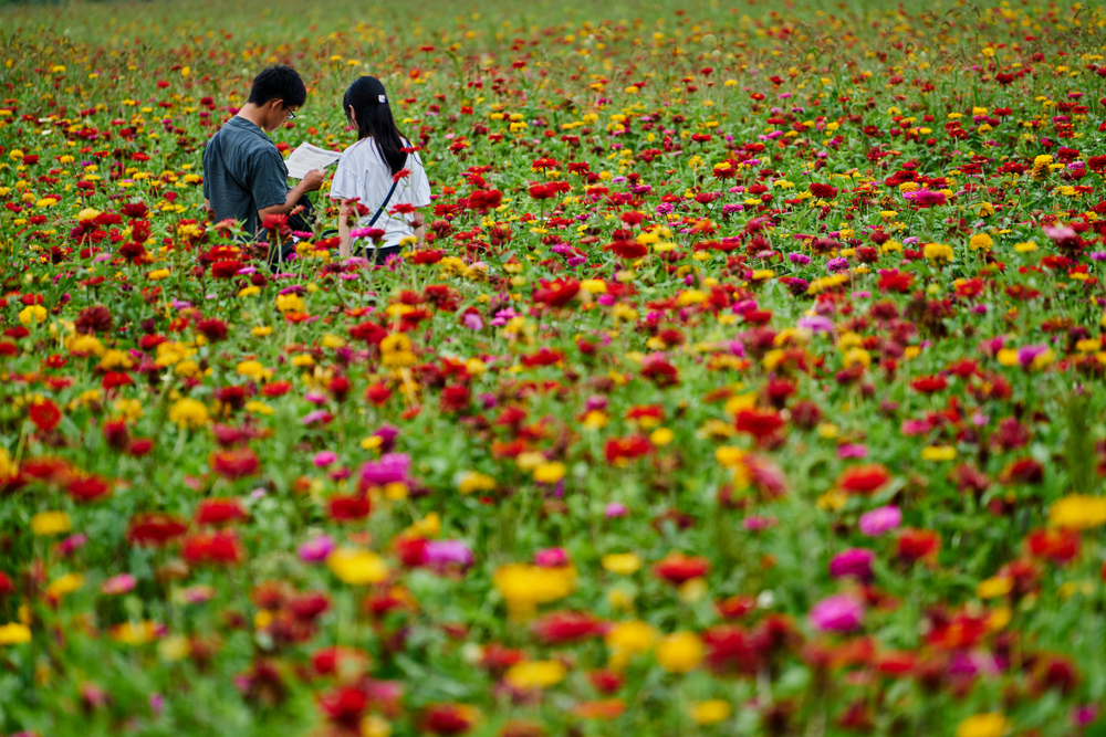 Nagano,,Japan,-august,27,,2019:,Lover,Tourists,In,Flower,Field