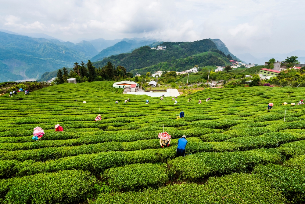 Chiayi,,Taiwan-,April,14,,2018:,Farmers,Are,Picking,Tea,Leaves