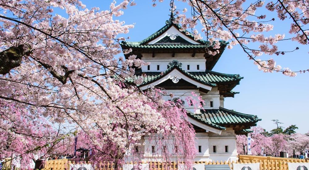 Sakura,Full,Blossom,At,Hirosaki,Castle