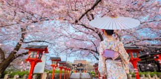 Young Japanese woman in traditional Kimono dress at Rokusonno shrine during full bloom cherry blossom period in Kyoto, Japan