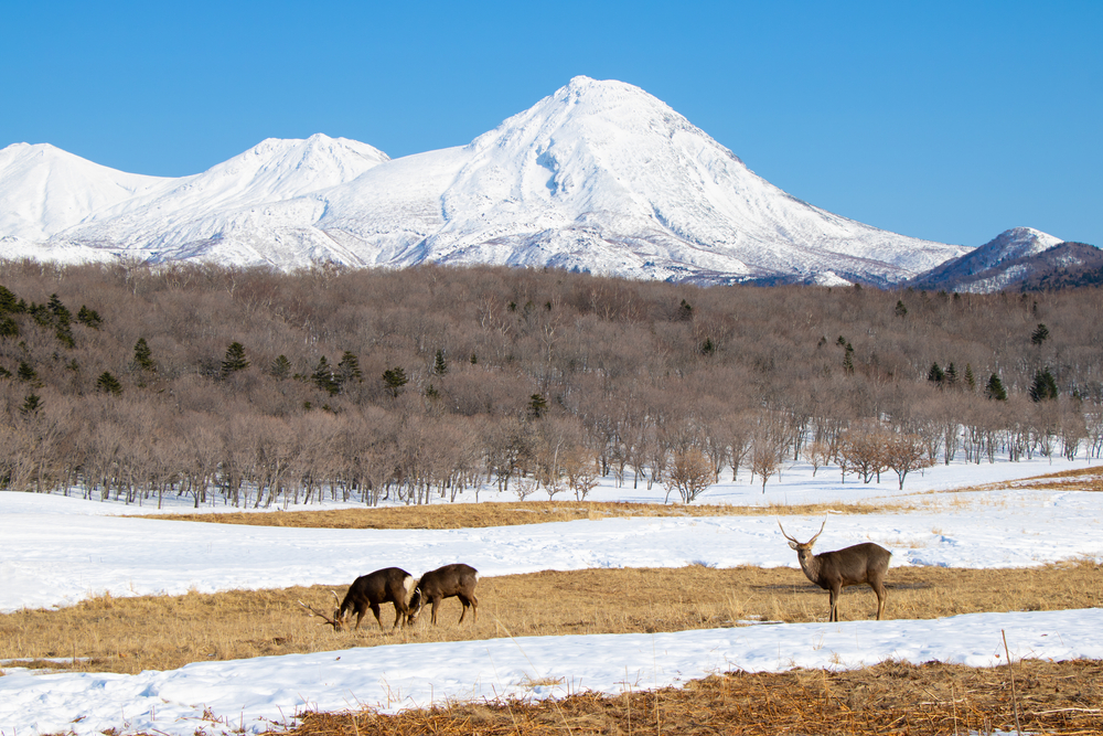 Ezo,Deers,In,Shiretoko,National,Park,,Hokkaido,,Japan