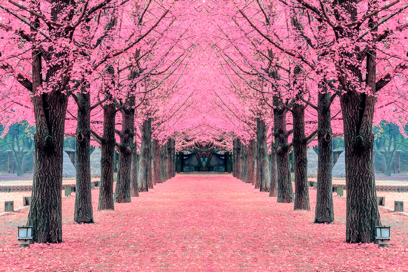 Pink,Tree,nami,Island,In,Korea