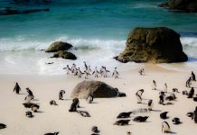 Chasing Penguins & Ocean Horizons: A Family Guide to Cape Town’s Boulders Beach & Cape Point
